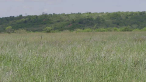 Long lens of tall grass during the afternoon in Africa. Stock Footage 260849927