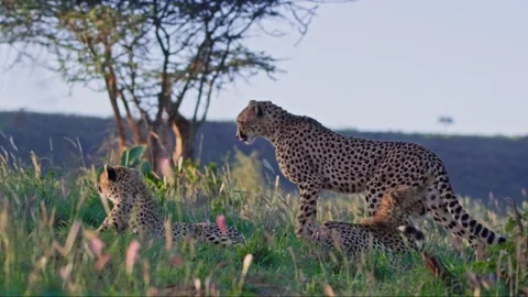 Long lens of three cheetahs resting on grass, scanning the surroundings Stock Footage 252383481
