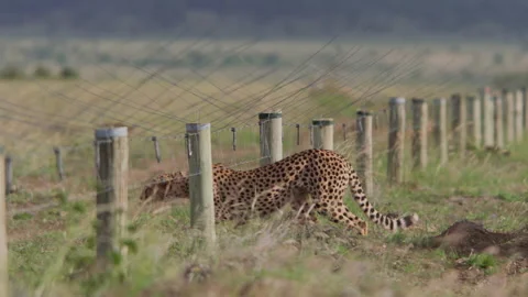 Long lens of two cheetahs crossing a fenced border Stock Footage 260848824