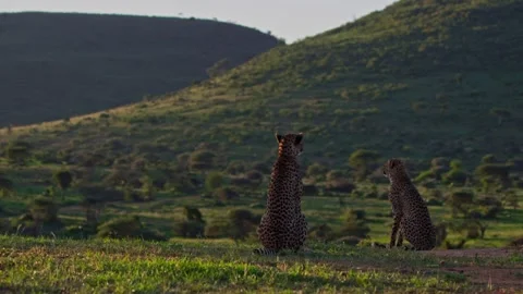Long lens of two cheetahs looking down the valley while sitting on grass Stock Footage 252383680