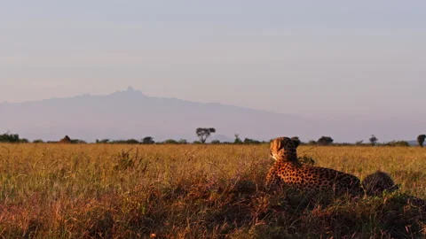 Long lens of two cheetahs resting between the savannah at sunrise Stock Footage 256922157