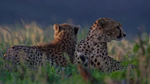 Long lens of two cheetahs sitting opposite each other scanning the surrounding Stock Footage 252383321