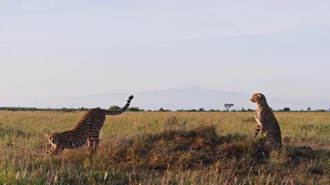 Long lens of two cheetahs stretching and scanning the area at sunrise Video stock 256923501