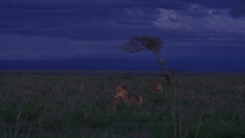 Long lens wide shot of two lions resting between grass in Africa Stock Footage 256913124