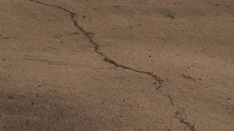 Long line of ants marching across sandy ground Stock Footage 337765444