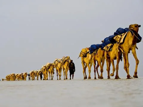 Long line of Camels transporting salt across Ass Ale Salt Lake in Ethiopia. Stock Photos