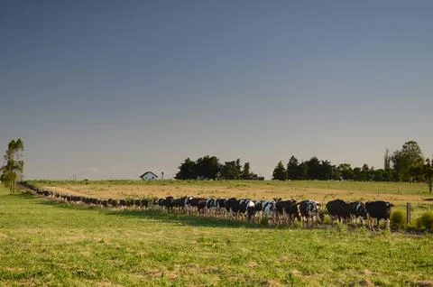 Long line of cows going to graze in a field, during sunset. San Ramon, Cane.. Stock Photos