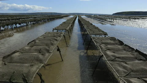Long line of oyster beds at the coast in Ireland at low tide. cloudy sky. Vídeos de archivo 153309699