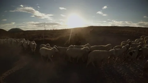 A long line of sheep passes by a shepherd that hides in the rays of the sun and  Stock Footage 77883175
