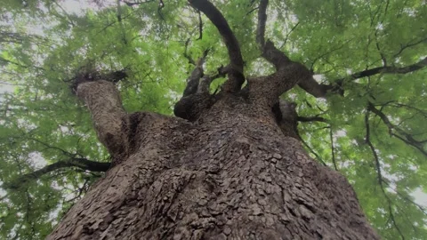 A long-lived, evergreen tamarind tree Vídeo Stock 318596294