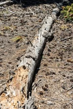 A long log is on the ground with pine needles scattered around it Stock Photos