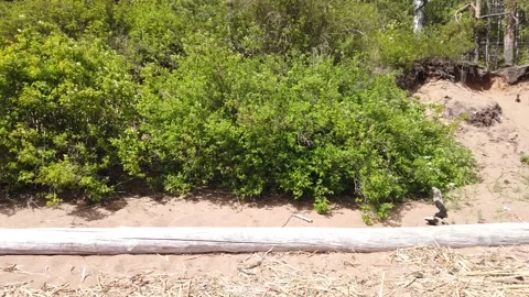 Long log lies on the coast. view moves along trunk. lush foliage Stock Footage 134737482