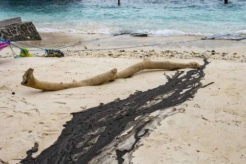 Long log is lying on the beach, with a dark oil drop next to it Stock Photos
