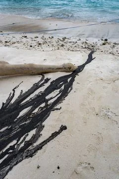 Long log is lying on the beach, with a dark oil drop next to it Stock Photos