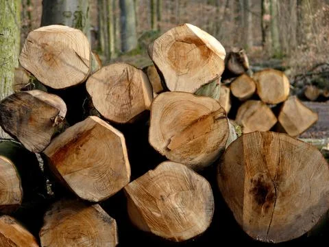Long logs in the winter forest beech logs wood storage in the forest Stock Photos