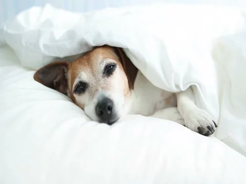 Long look dog relaxed Vídeo Stock 75885002