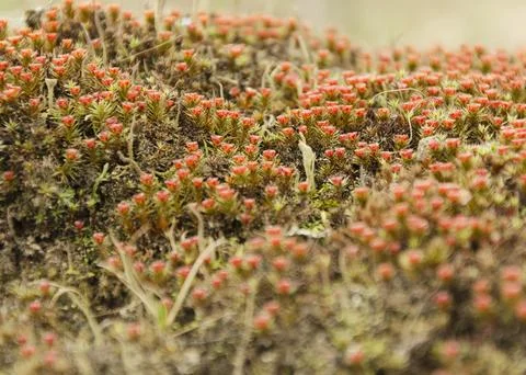 Long lush moss in the forest 2 Stock Photos