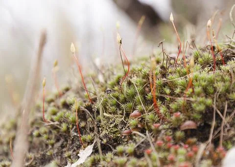 Long lush moss in the forest 3 Stock Photos