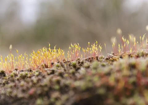 Long lush moss in the forest 4 Stock Photos