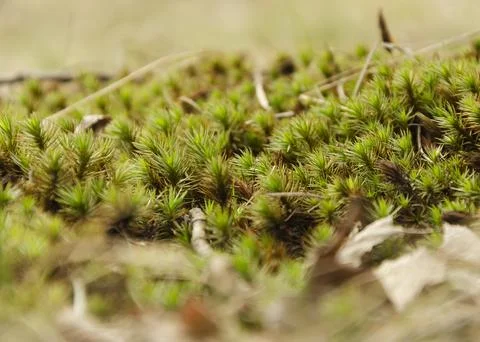 Long lush moss in the forest 5 Stock Photos