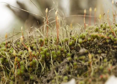 Long lush moss in the forest Stock Photos