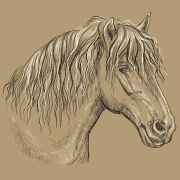 With long mane Stock Illustration