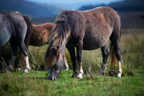 Long mane pony  Stock Photos