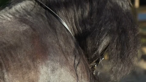Long maned horse moving Stock Footage 110587763