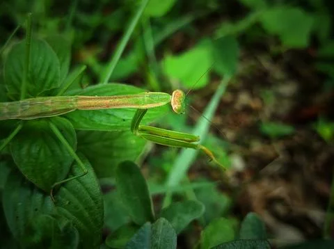 Long mantis Stock Photos