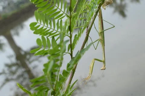 Long mantis Stock Photos