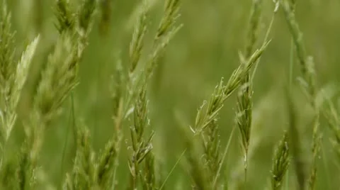 Long meadow grass 動画素材 18195658