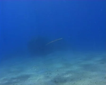 Long to medium shot of cornet fish Video stock 508801