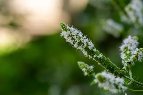 Long mint inflorescence with tiny white flowers illuminated by natural light Foto stock