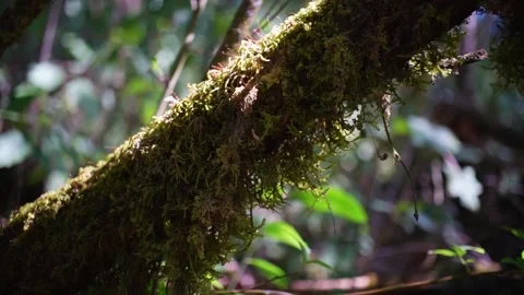 Long Moss and Lichens on Tree Trunk Stock Footage 171589089