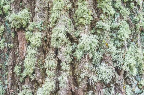 Long moss close-up on a tree in damp forest. Fotos Stock