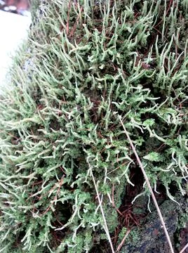 Long Moss on the south side of the tree trunk c Stock Photos