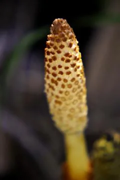 Long mushroom Foto stock