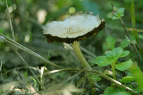 The long mushroom Stock Photos