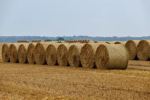 Long neat rows of round straw bales stacked on a golden harvested agricultu.. Stock Photos
