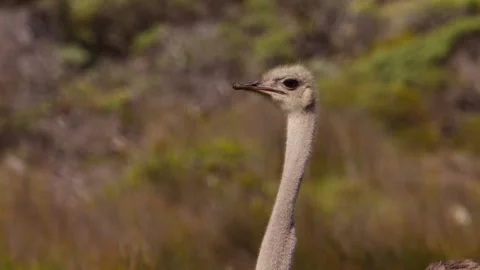 Long neck and head of ostrich in Table Mountain National Park Stock Footage 334244798