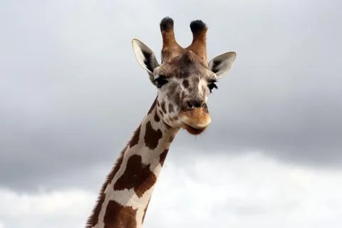 The long neck of the giraffe Stock Photos