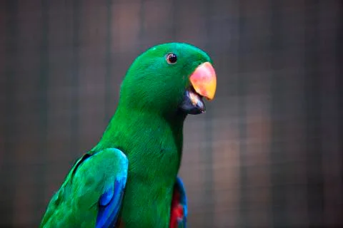 Long neck orange beak  Stock Photos