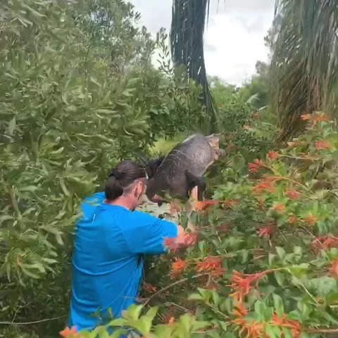 Long Neck Snapping Turtle Saved, Tampa, Florida, USA - 11 Jun 2019 Stock Footage 205201766
