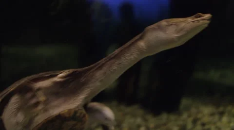 Long-neck Turtle Stock Footage 68944962