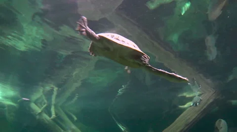 Long Neck Turtle Swimming With Fish Stock Footage 55188129