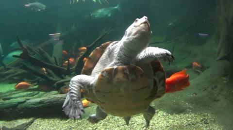 Long Neck Turtle Swimming With Fish Stock-Footage 55191923