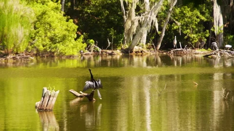 A long-necked Anhinga Suns Itself while Surveying Pond Stock Footage 245596348