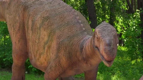 The long-necked dinosaur turns its head. A dinosaur from the Mesozoic era walks Stock Footage 155455089