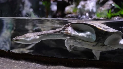 Long-necked turtle snake-necked turtle swimming and crawling in the water Stock Footage 235451881