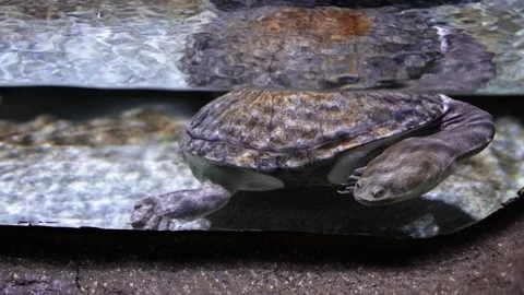 Long-necked turtle snake-necked turtle swimming and crawling in the water Video stock 235452067